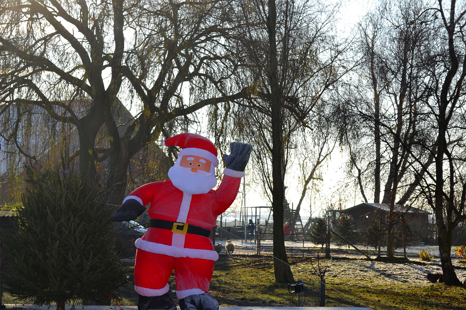 Nordmann Excellent kerstbomen Sassenheim