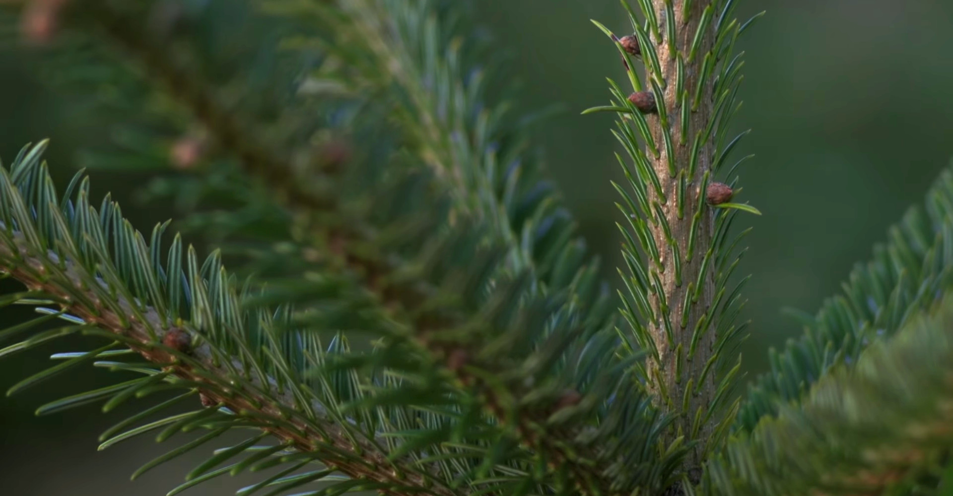 De mooiste Nordmann Excellent kerstbomen in Sassenheim vanaf € 15,-