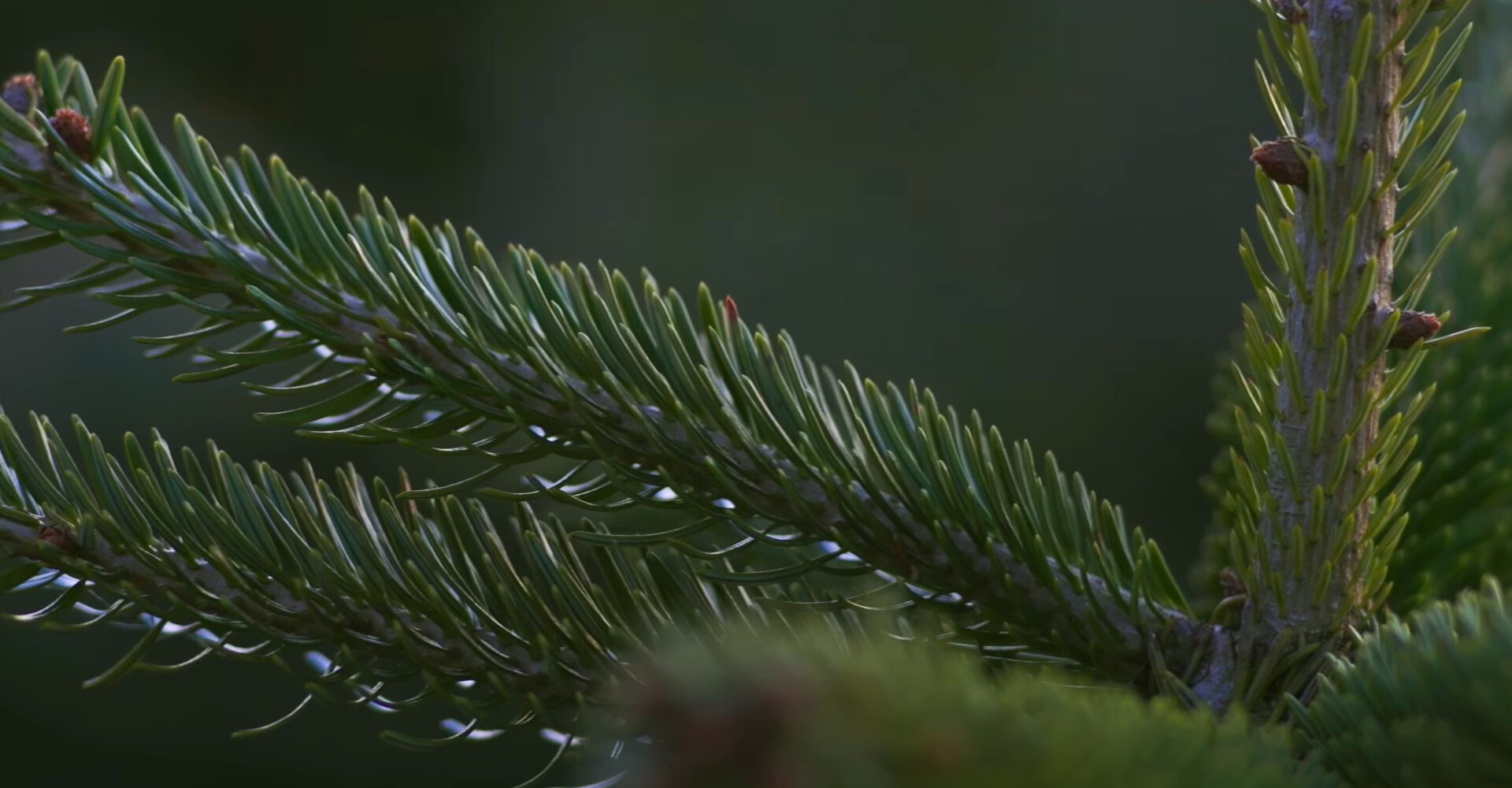 Grandioze Nordmann Excellent kerstbomen in Sassenheim vanaf € 20,-